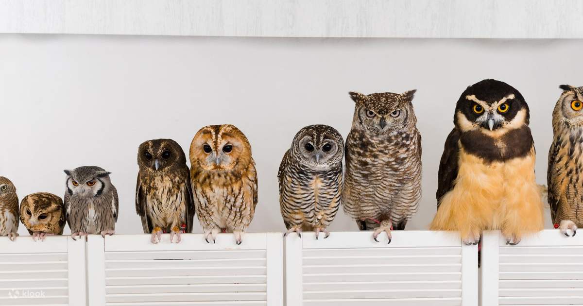 フクロウカフェ アキバフクロウ (東京) | Klook
